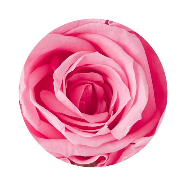 A close up image of a pink ForeverFloret preserved rose.