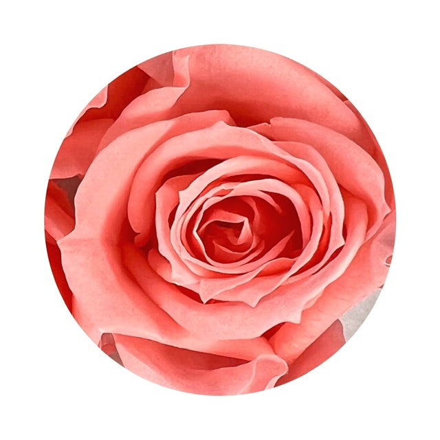 A close up image of a pink nectar ForeverFloret preserved rose.