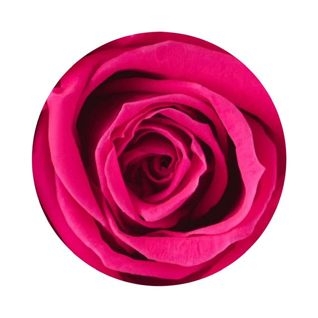 A close up image of a popping pink ForeverFloret preserved rose.
