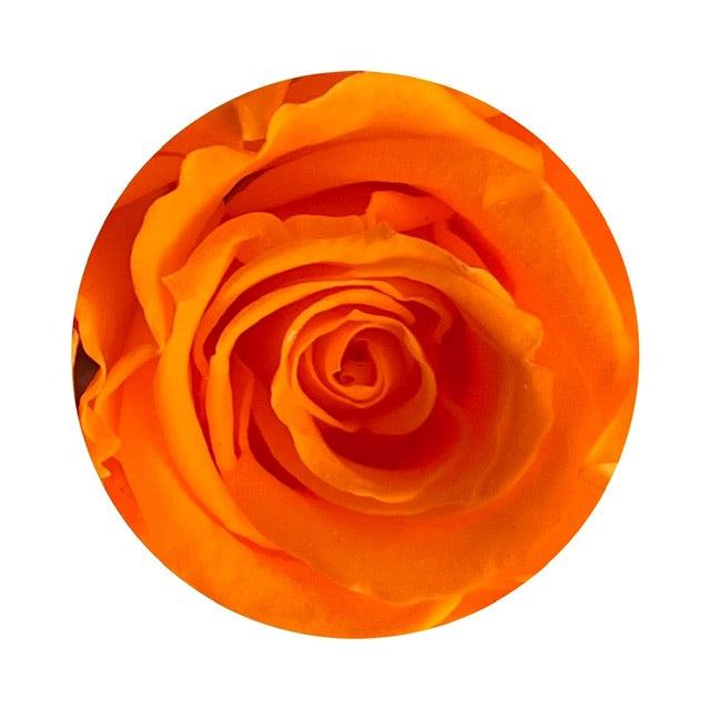 A close up image of a tangerine ForeverFloret preserved rose.