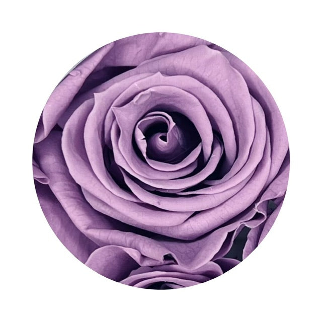 A close up image of a lush lilac ForeverFloret preserved rose.