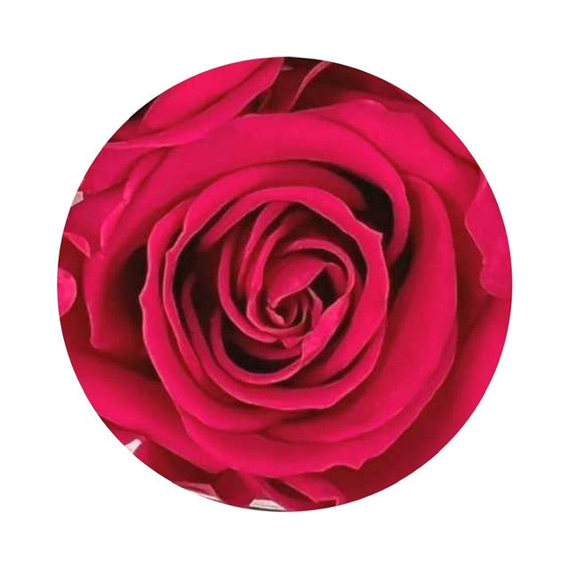 A close up image of a berry colored ForeverFloret preserved rose.