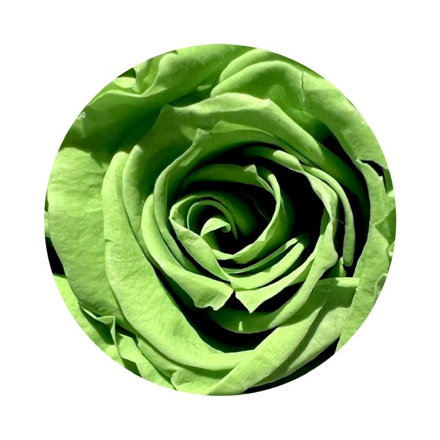 A close up image of a lime ForeverFloret preserved rose.