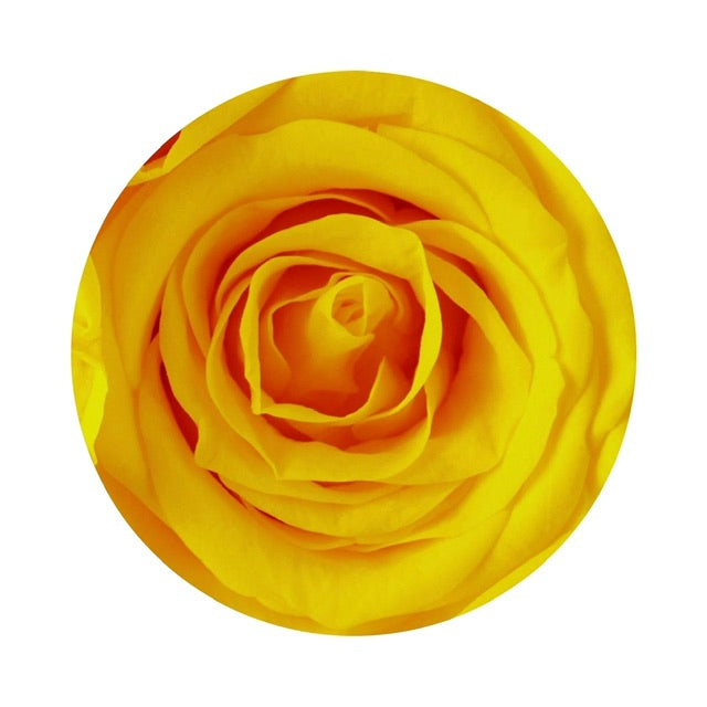 A close up image of a yellow ForeverFloret preserved rose.