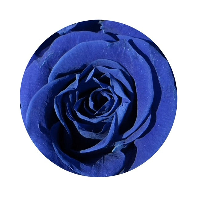 A close up image of a midnight blue ForeverFloret preserved rose.