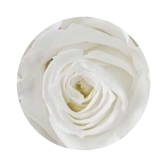 A close up image of an ethereal white ForeverFloret preserved rose.