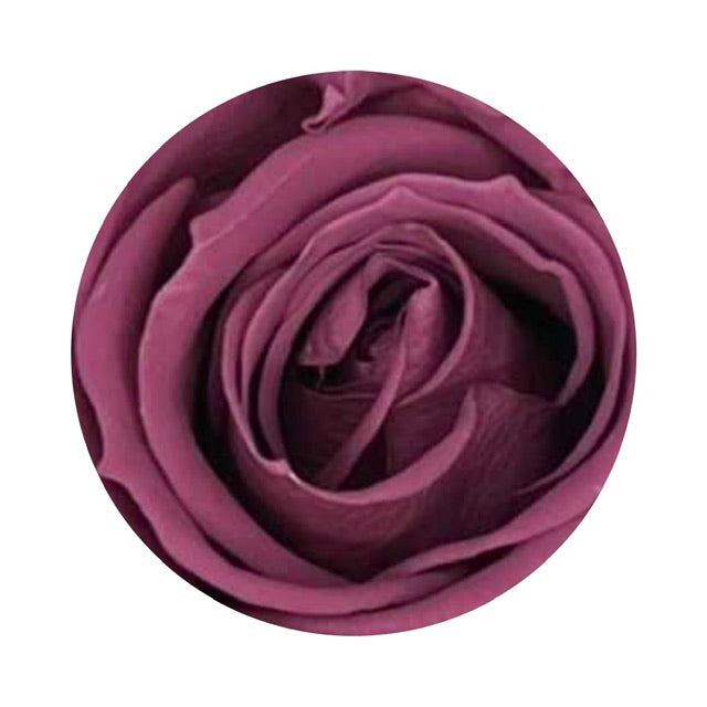 A close up image of a wine colored ForeverFloret preserved rose.