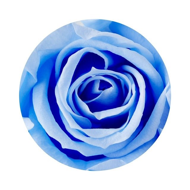 The top view of a dreamy blue ForeverFloret preserved rose. 