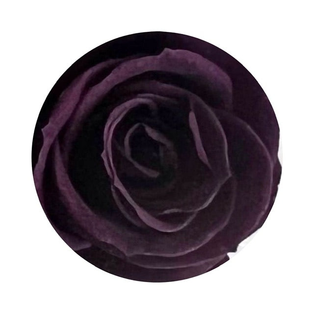 A close up image of a  deep plum ForeverFloret preserved rose.